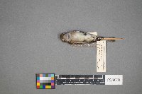 Empidonax minimus image