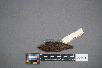 Media resource of Spinus pinus