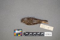 Haemorhous purpureus image