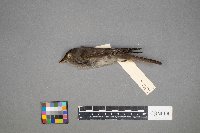 Contopus virens image