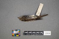 Contopus virens image