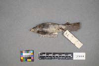 Contopus virens image