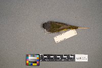 Geothlypis philadelphia image