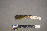 Geothlypis philadelphia image