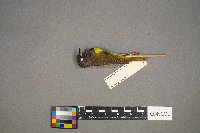 Geothlypis philadelphia image