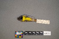 Geothlypis philadelphia image