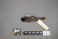 Poecile atricapillus image