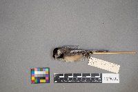 Poecile atricapillus image