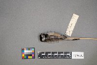 Poecile atricapillus image