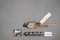 Poecile atricapillus image