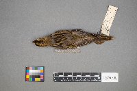 Dolichonyx oryzivorus image