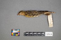 Dolichonyx oryzivorus image