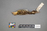 Dolichonyx oryzivorus image