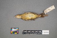 Dolichonyx oryzivorus image