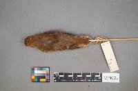 Toxostoma rufum image