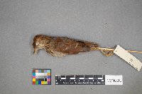 Toxostoma rufum image