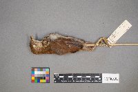 Toxostoma rufum image