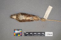 Toxostoma rufum image