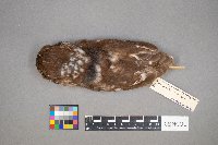 Aegolius acadicus image