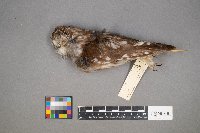 Aegolius acadicus image