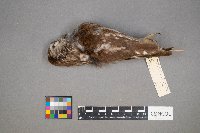 Aegolius acadicus image