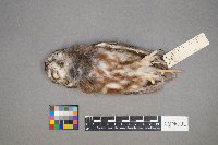 Aegolius acadicus image