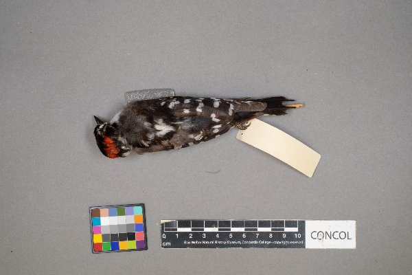 Dryobates pubescens image