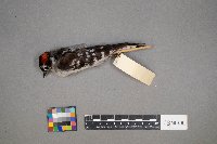 Dryobates pubescens image