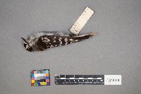 Dryobates pubescens image