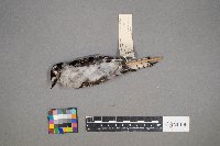 Dryobates pubescens image