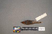 Catharus ustulatus image