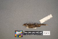 Catharus ustulatus image