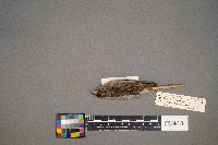 Catharus ustulatus image