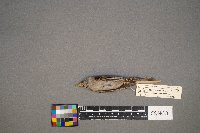 Catharus ustulatus image