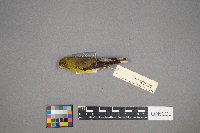 Spinus tristis image