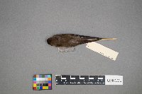 Riparia riparia image