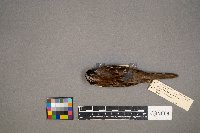 Zonotrichia albicollis image