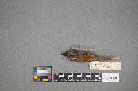 Certhia americana image