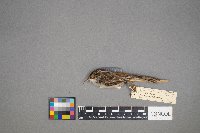 Certhia americana image