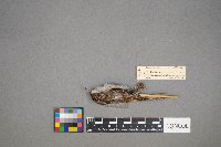 Certhia americana image