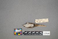 Certhia americana image