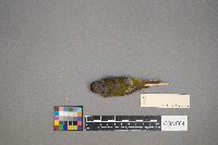 Oreothlypis ruficapilla image