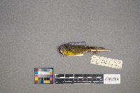 Oreothlypis ruficapilla image