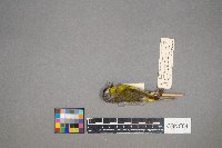 Oreothlypis ruficapilla image