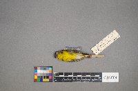 Oreothlypis ruficapilla image