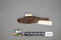 Zonotrichia albicollis image