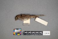 Zonotrichia albicollis image