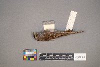 Zonotrichia albicollis image