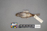 Zonotrichia albicollis image