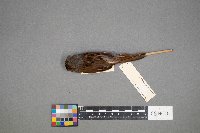 Melospiza georgiana image